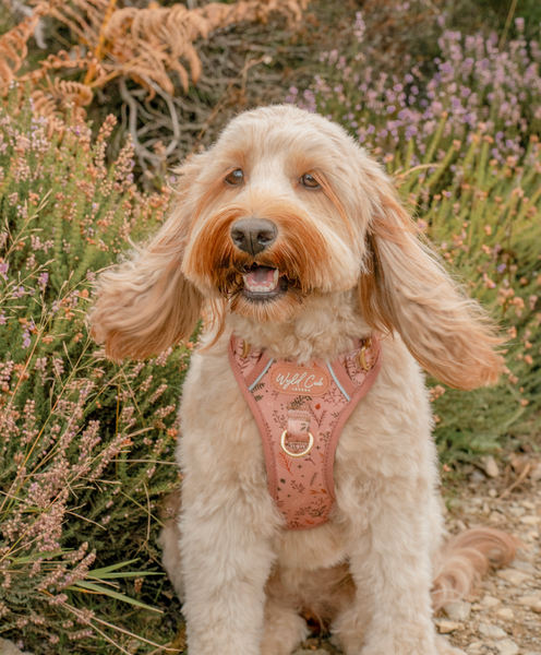 Step & Switch® Dog Harness: Chiswick Nutmeg