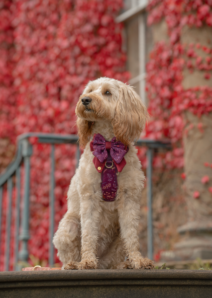 Step & Switch® Dog Harness: Chiswick Fig