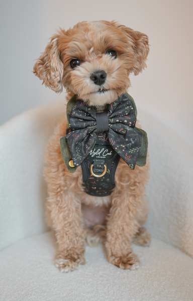 Dog Butterfly Bow: Chiswick Ravenwood
