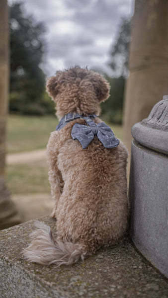 Dog Sailor Bow: Chiswick Dovetail