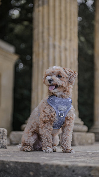 Adjustable Dog Harness: Chiswick Dovetail