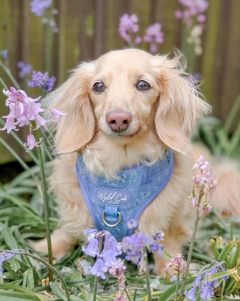 Adjustable Dog Harness: Chiswick Aeris