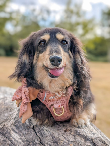 Step & Switch® Dog Harness: Chiswick Nutmeg