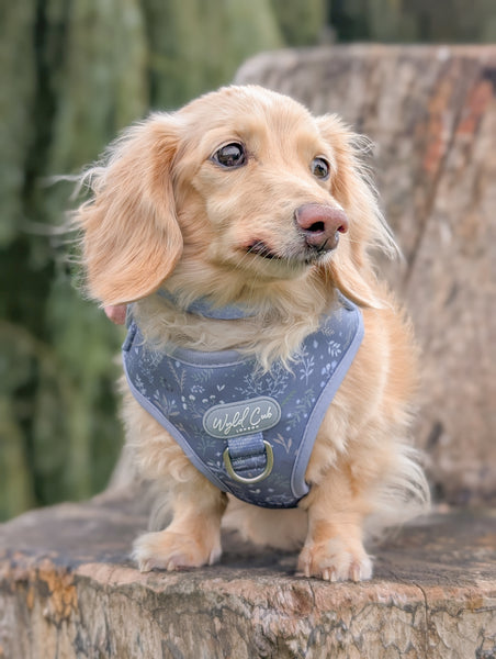 Adjustable Dog Harness: Chiswick Dovetail