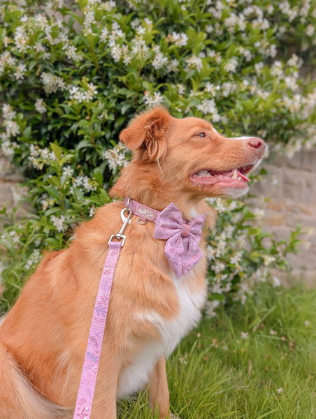Adjustable Dog Collar: Chiswick Rosewood