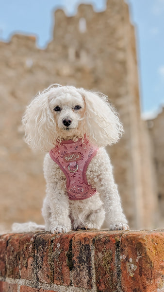 Adjustable Dog Harness: Chiswick Rosewood