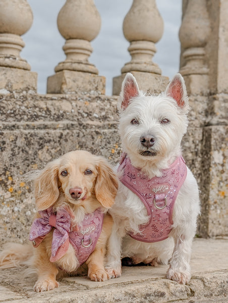 Adjustable Dog Harness: Chiswick Rosewood