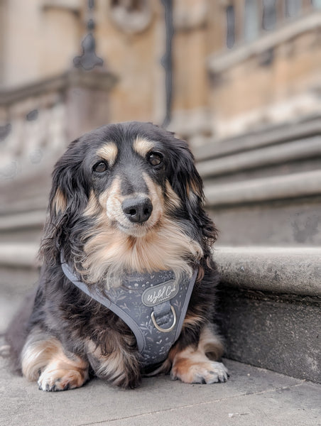 Adjustable Dog Harness: Chiswick Dovetail