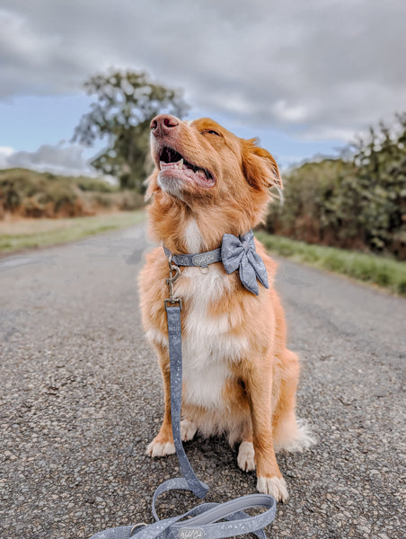 Dog Lead: Chiswick Dovetail