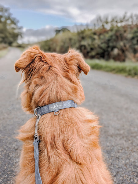 Adjustable Dog Collar: Chiswick Dovetail