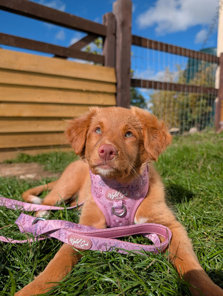 Adjustable Dog Harness: Chiswick Rosewood