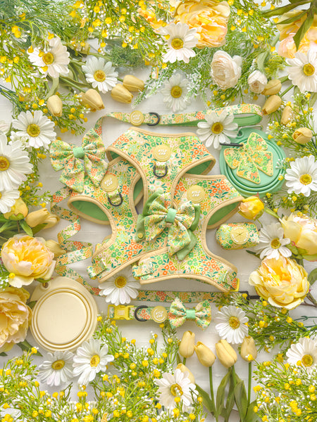 Dog Bow Tie: Notting Hill Lemongrass