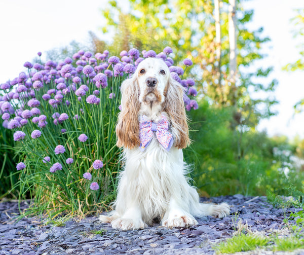 Dog Butterfly Bow Tie: Notting Hill Lilac
