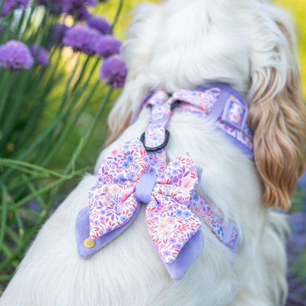 Dog Butterfly Bow Tie: Notting Hill Lilac