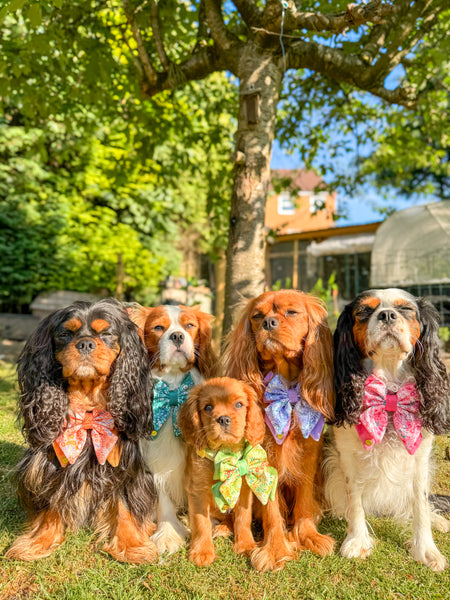 Dog Butterfly Bow Tie: Notting Hill Lilac