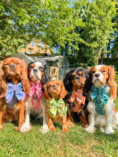 Dog Butterfly Bow Tie: Notting Hill Rosé