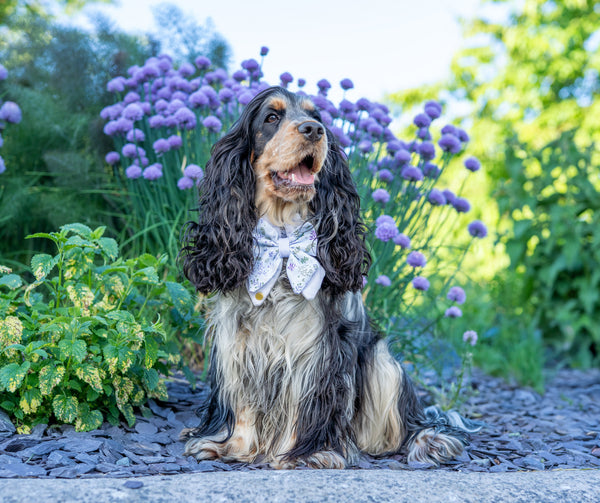 Dog Butterfly Bow Tie: Chiswick Thistle