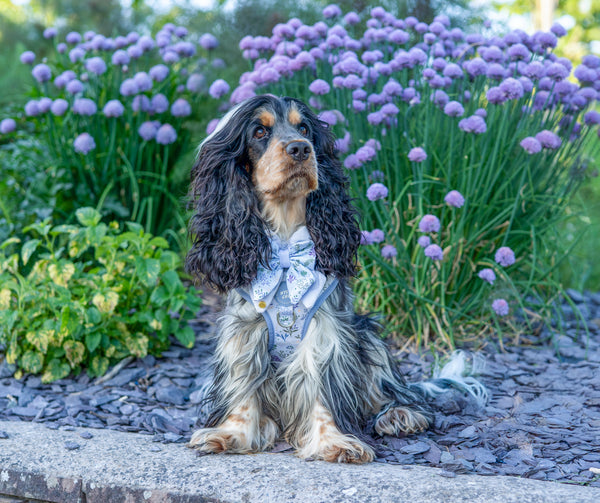 Dog Butterfly Bow Tie: Chiswick Thistle