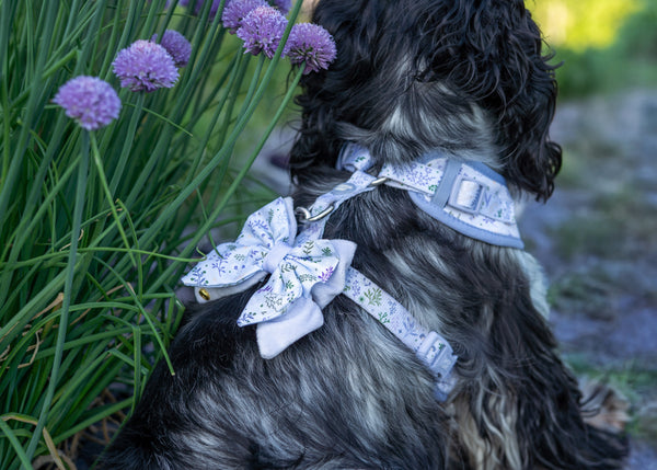Dog Butterfly Bow Tie: Chiswick Thistle