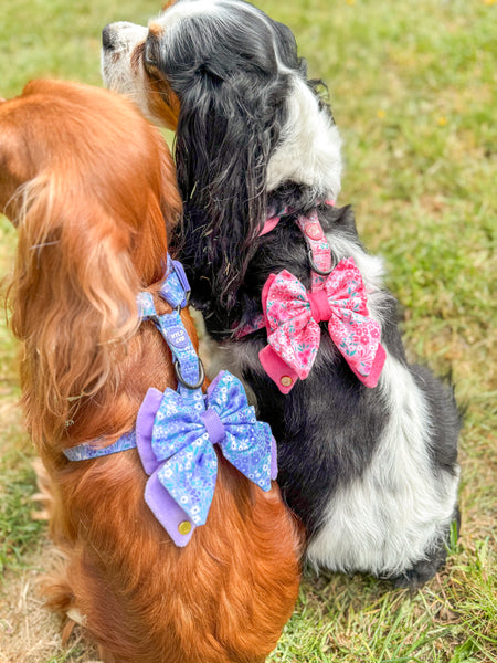 Dog Butterfly Bow Tie: Notting Hill Rosé