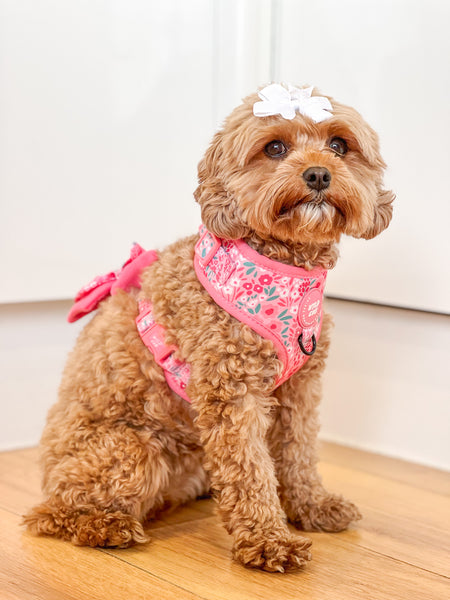 Dog Butterfly Bow Tie: Notting Hill Rosé