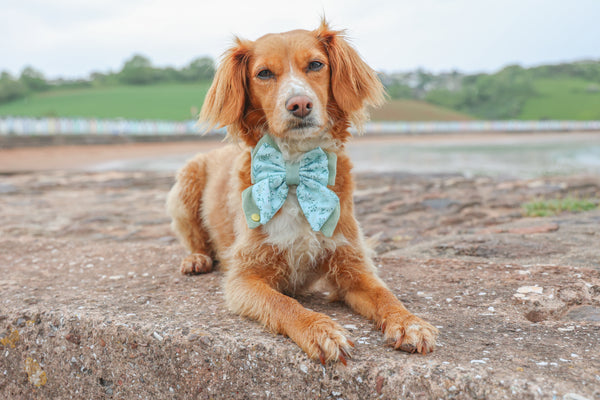 Dog Butterfly Bow Tie: Chiswick Pistachio
