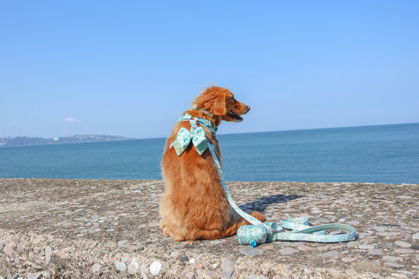Dog Butterfly Bow Tie: Chiswick Pistachio
