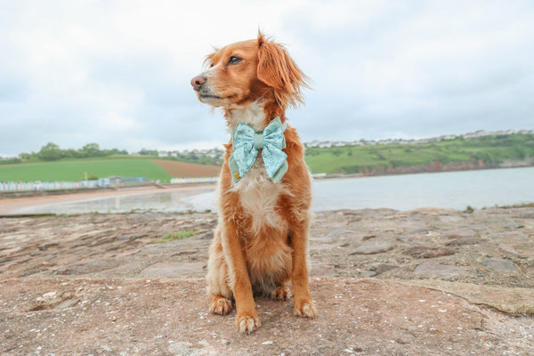 Dog Butterfly Bow Tie: Chiswick Pistachio