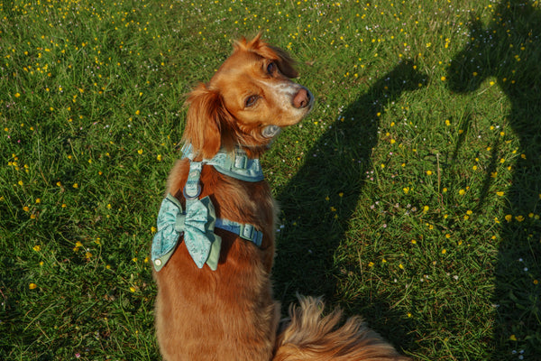 Dog Butterfly Bow Tie: Chiswick Pistachio