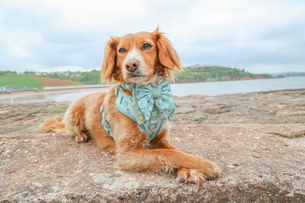 Dog Butterfly Bow Tie: Chiswick Pistachio