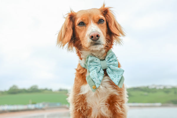 Dog Butterfly Bow Tie: Chiswick Pistachio