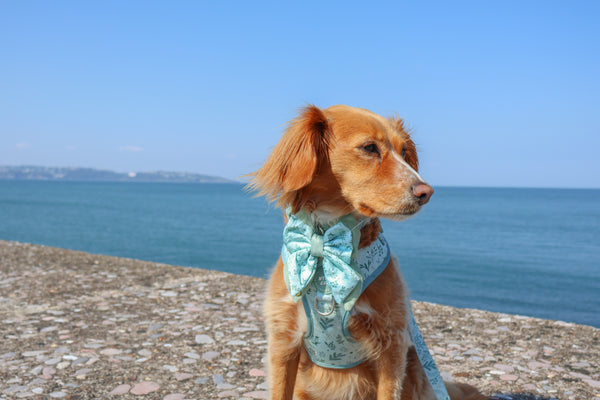Dog Butterfly Bow Tie: Chiswick Pistachio