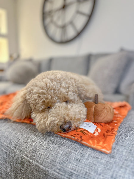 Blanket: Chiswick Ginger