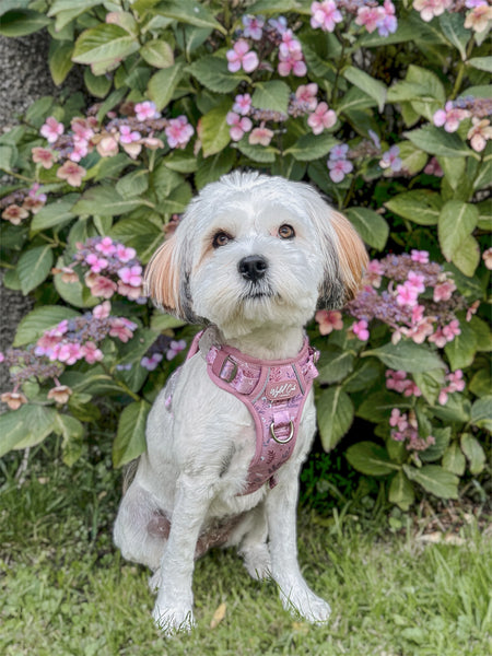 Step & Switch® Dog Harness: Chiswick Rosewood