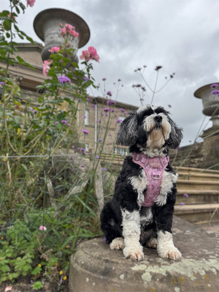Step & Switch® Dog Harness: Chiswick Rosewood