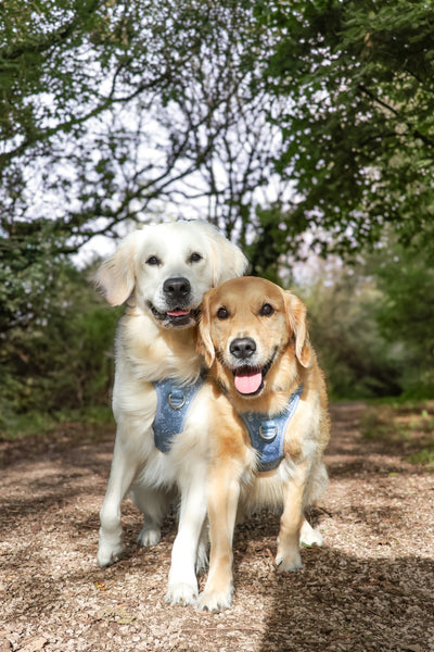 Step & Switch® Dog Harness: Chiswick Dovetail