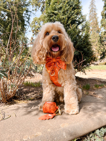 Dog Poop Bag Holder: Chiswick Ginger