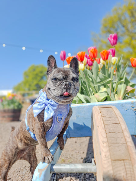 Step & Switch® Dog Harness: Chiswick Aeris