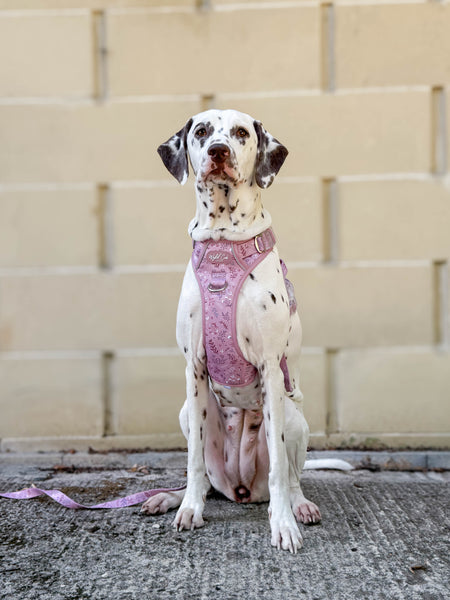 Step & Switch® Dog Harness: Chiswick Rosewood