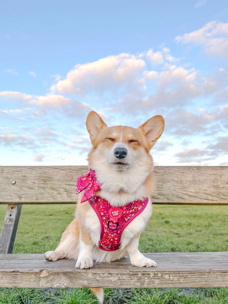 Dog Sailor Bow Tie: Notting Hill Raspberry
