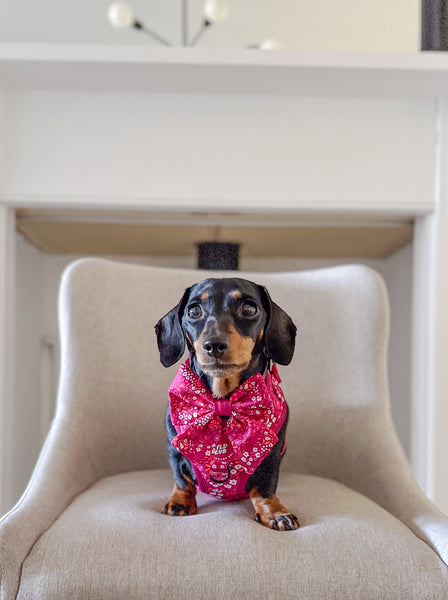 Adjustable Dog Harness: Notting Hill Raspberry