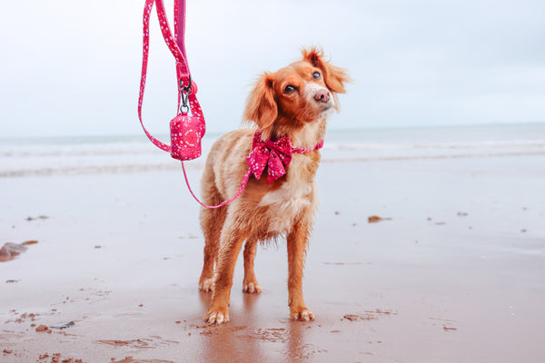 Adjustable Dog Collar: Notting Hill Raspberry
