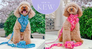Wyld-Cub-dog-best-puppy-colourful-blue-red-blue-pink-red-practical-slip-on-harness-comfortable-stylish-adjustable harness-collar-lead-walk-accessories-set-all-dog-breeds-KEW-GARDENS