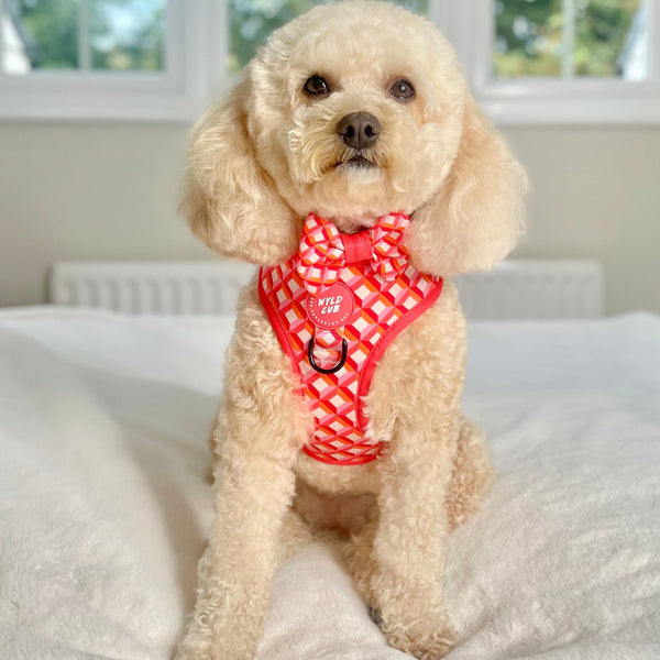 Adjustable Dog Harness: Knightsbridge Coral