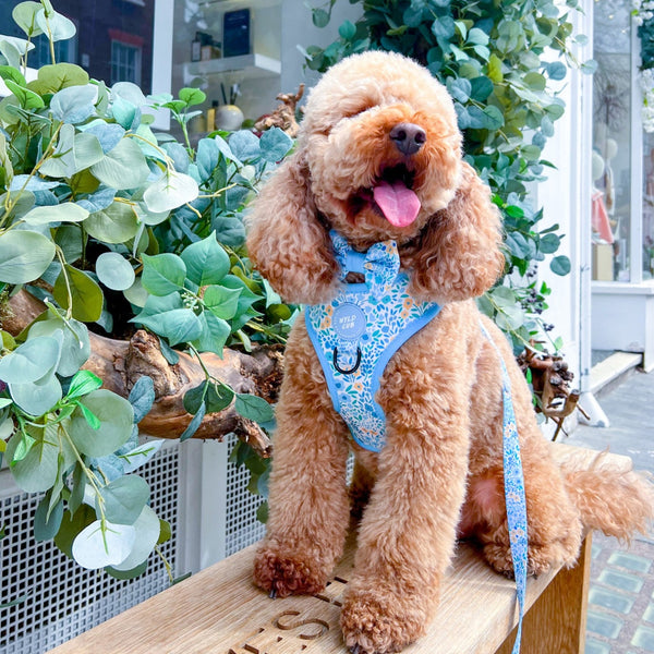 Adjustable Dog Harness: Notting Hill Sky