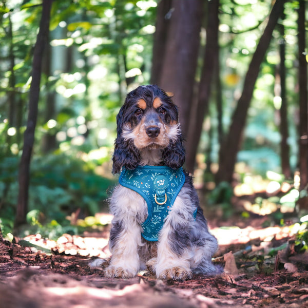 Adjustable Dog Harness: Chiswick Alpine