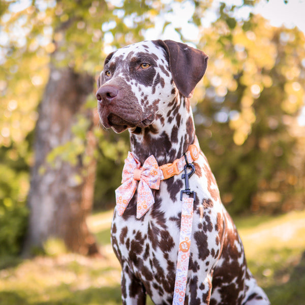 Adjustable Dog Collar: Notting Hill Buttercup