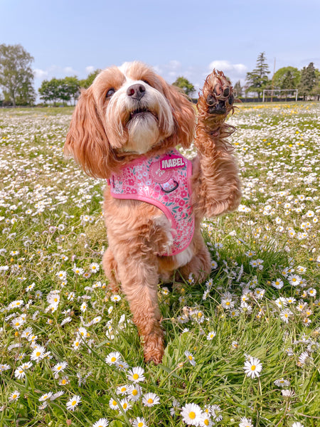 Adjustable Dog Harness: Notting Hill Rosé