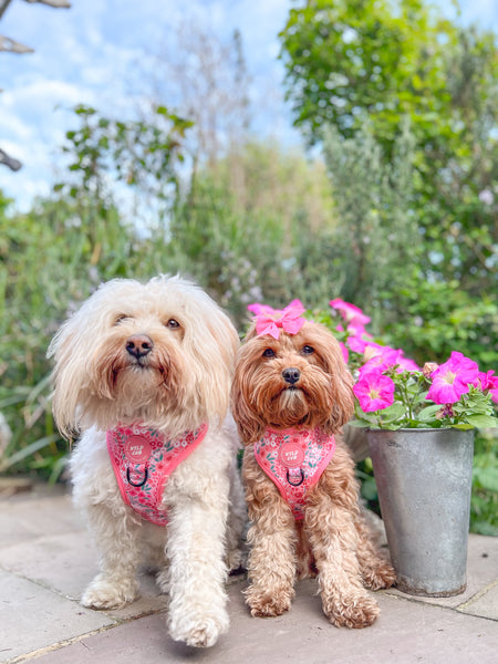 Adjustable Dog Harness: Notting Hill Rosé