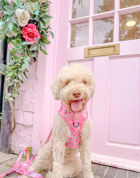 Adjustable Dog Harness: Notting Hill Rosé